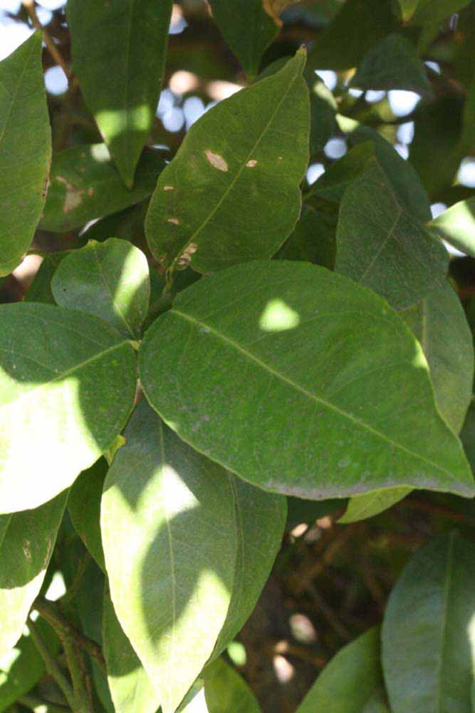            Shade leaves (Bream Tarocco, Riverside, CA)   